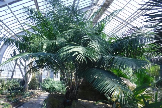 At the top of the rock, in exhibition greenhouse 7, Encephalartos villosus, a specimen registered at the Montreal Botanical Garden in 1959.