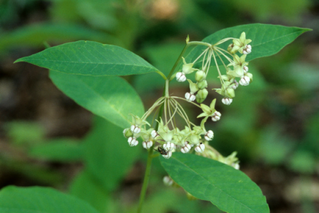 Asclépiade très grande (Asclepias exaltata)