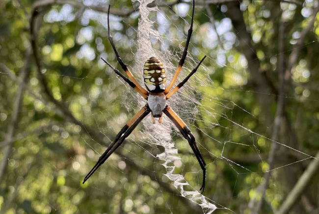 Argiope aurantia