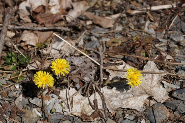 Le tussilage pas-d’âne fleurit tôt le long des routes