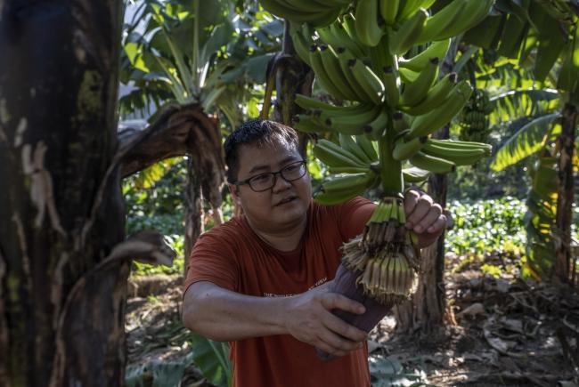 Zhou Lifu dans la bananeraie familiale (Abang)