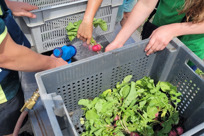 Initier les jeunes au jardinage : une mission éducative du Jardin botanique dans les centres jeunesse de Montréal.