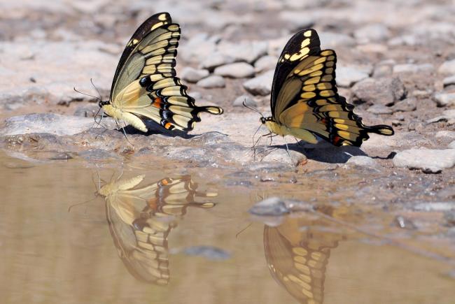 Deux papillons grands porte-queues