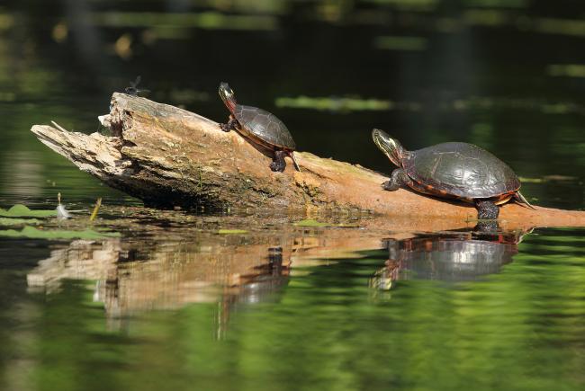 In Quebec, turtles navigate our water bodies  and their movements present a risk of collision with boats.