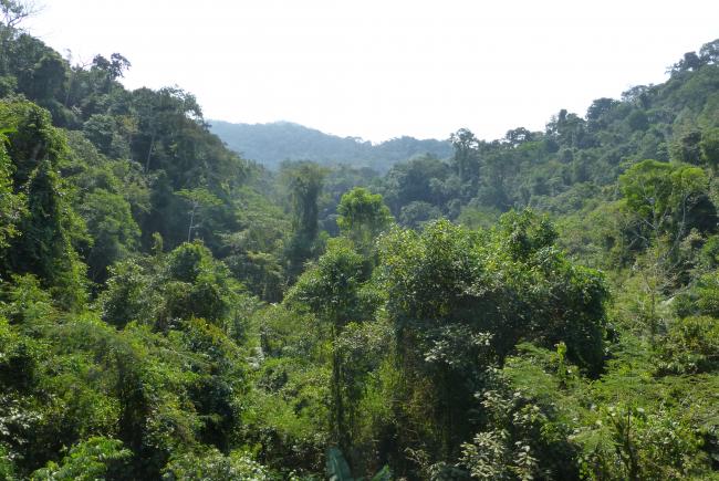 The Atlantic Rainforest in the União Biological Reserve shelters an important population of golden lion tamarins.