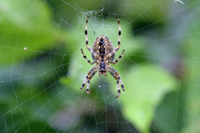 Épeire diadème (Araneus diadematus)