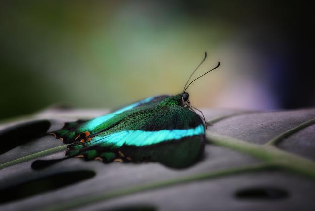 Banded peacock (Papilio palinurus) 