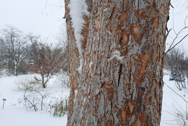 Les motifs colorés de l’écorce de l’orme de Chine (Ulmus parvifolia).