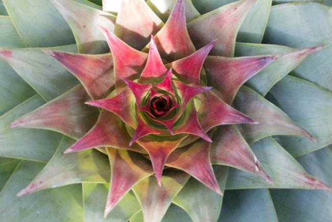 Alcantarea imperialis - flowering stages - 2017-03-13