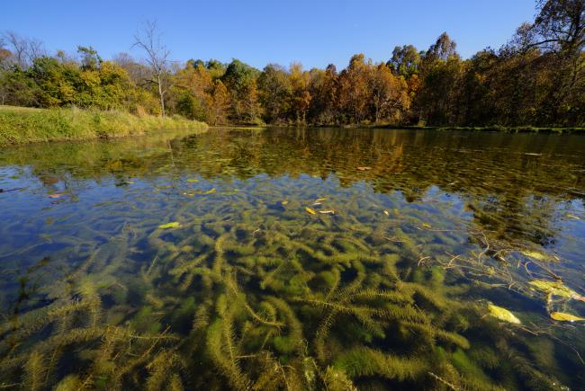 Spiked water milfoil crowding a lake in spring.