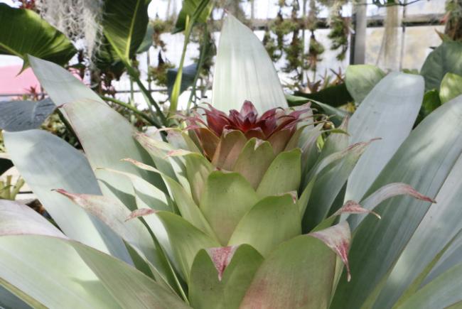 Alcantarea imperialis - flowering stages - 2017-03-20