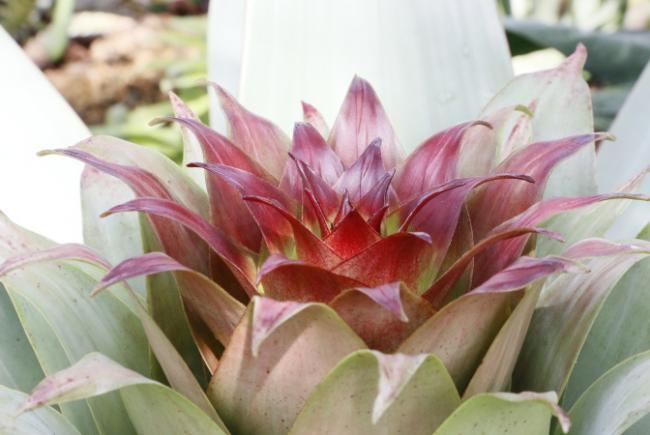 Alcantarea imperialis - flowering stages - 2017-03-20