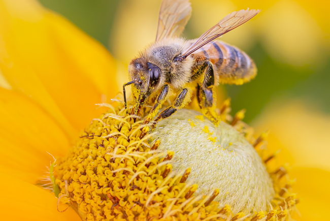 Abeille domestique