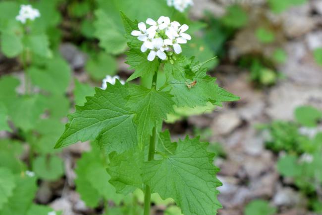 Alliaire en fleur