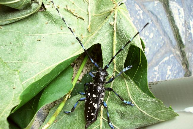 Visuel 3 - longicorne asiatique (Anoplophora glabripennis)