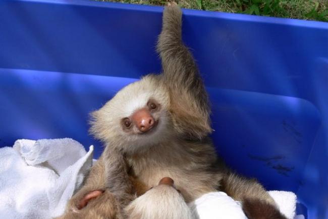 Bébé paresseux à deux doigts