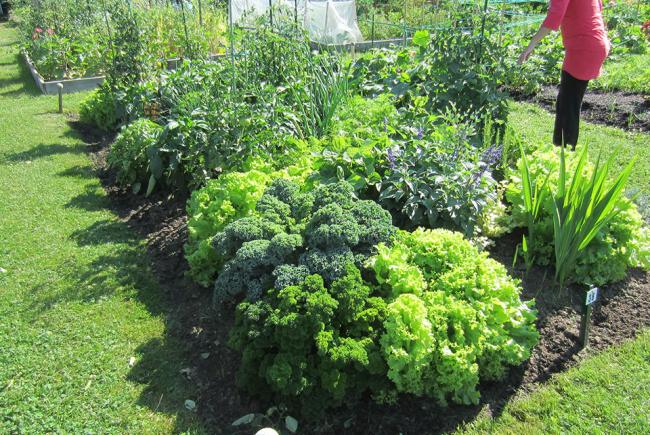 Well arranged garden