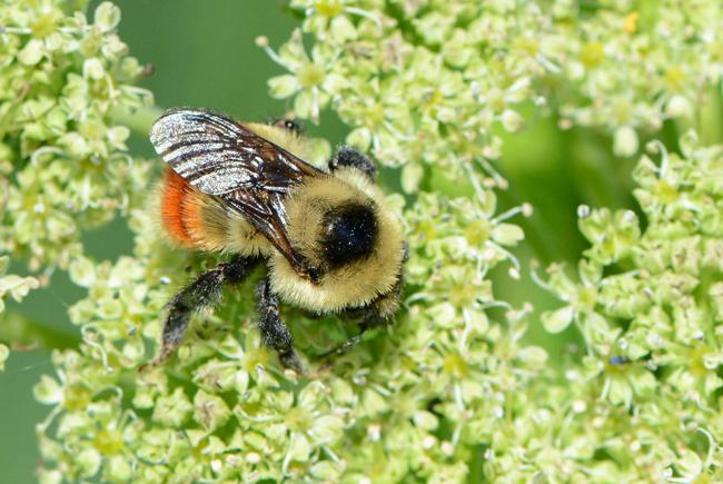 Pollinator