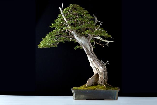 Thuya occidentalis (Canadian Bonsai Award - Rochester 2018)