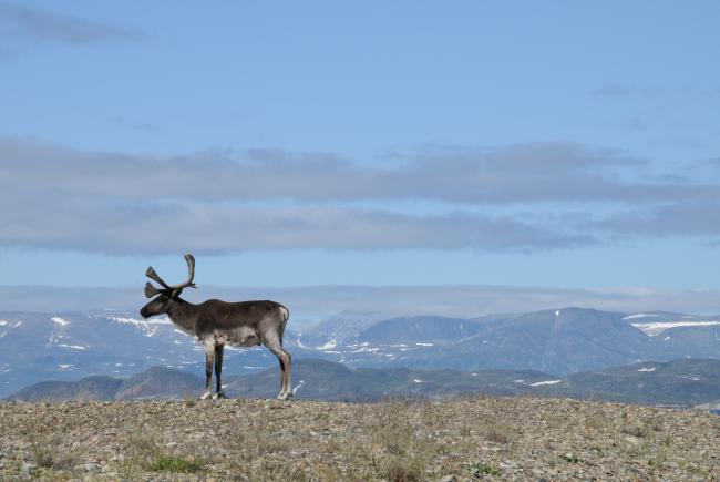 Caribou (Rangifer tarandus).