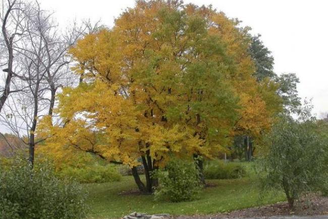 Le katsura (Cercidiphyllum japonicum)