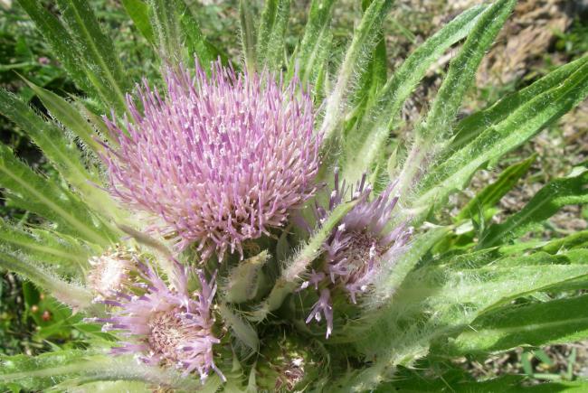 Plant de chardon de Mingan en fleurs