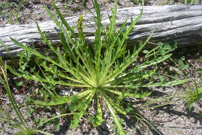 Rosette chardon de Mingan