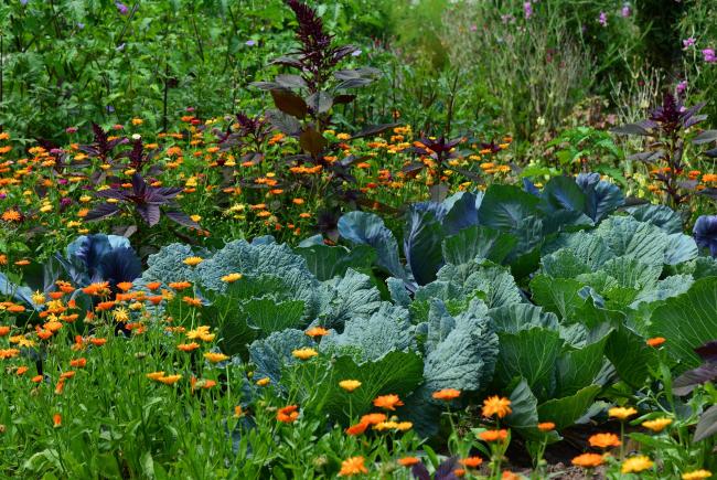 Trucs et astuces pour un potager productif