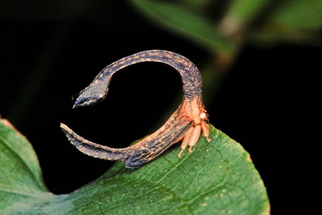 Cladonota sp. - This small treehopper is the same color as its environment.