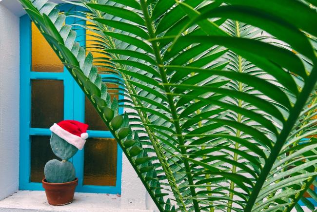Décoration de Noël dans les serres du Jardin botanique