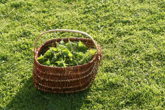 Gathering nettles