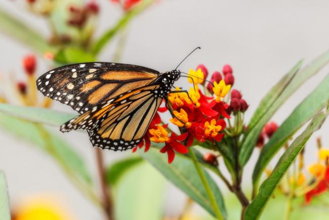 Danaus plexippus