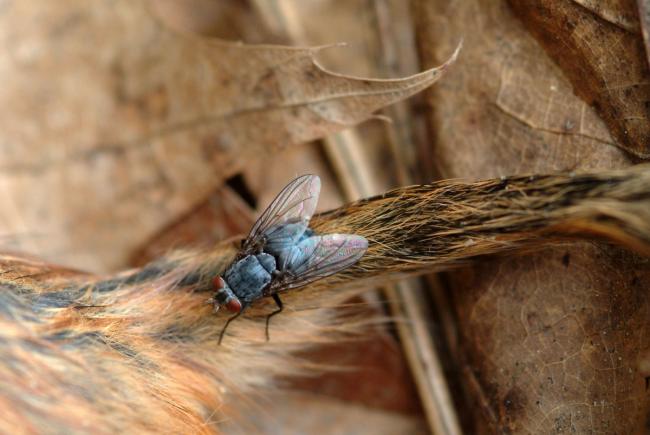 Attracted by the dead body of a chipmunk, this fly is getting ready to lay its eggs on it.