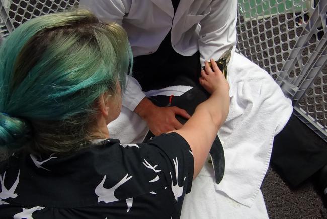 Acupuncture session
