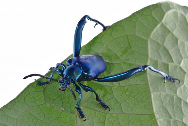 Mâle adulte de chrysomèle grenouille.