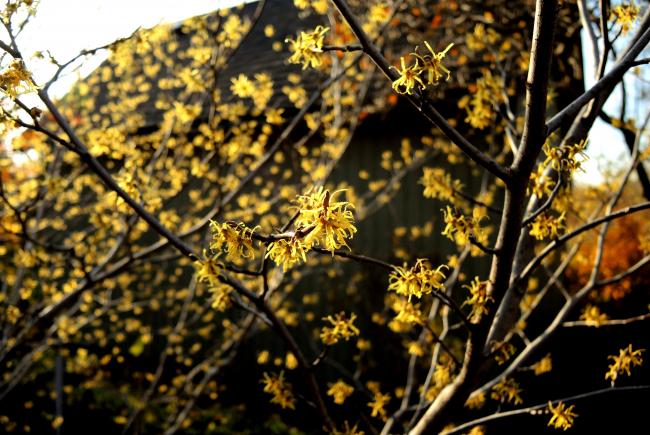 Hamamelis virginiana