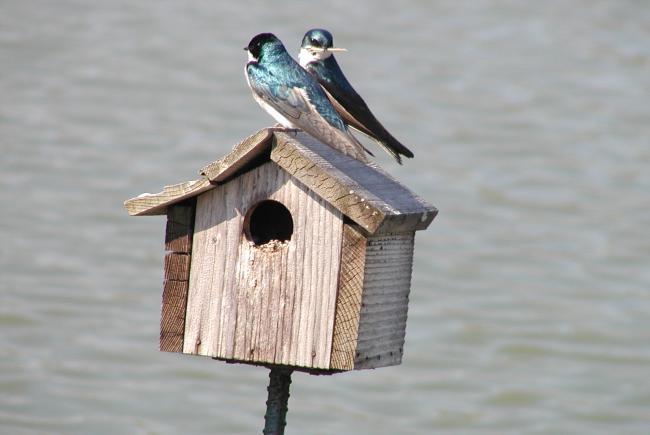Oiseaux sur une cabane © Jardin botanique de Montréal (Gilles Murray)