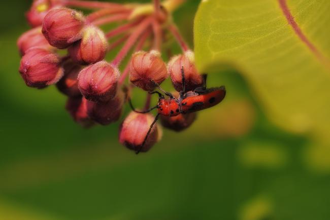 Longicorne de l'asclépiade sur un plant d'asclépiade