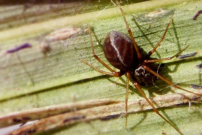 Scytodes fusca