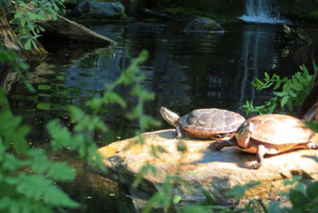 Tortues peintes 