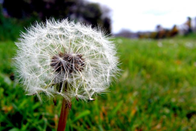Pissenlit (taraxacum) © cc Flickr (Simon-And-You)