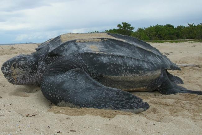 Tortue luth © cc Flickr (USFWSSoutheast)