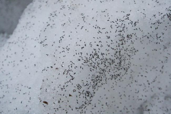 Puces des neiges © cc wikimedia (Rolf Schlagenhaft)