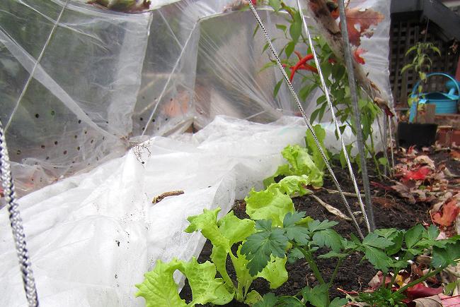 Une couverture flottante sous un tunnel a permis de couvrir toute la planche du jardin.