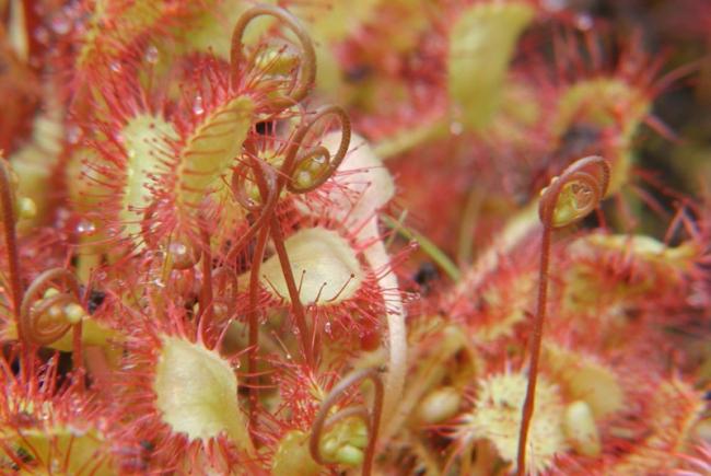 Drosera rotundifolia