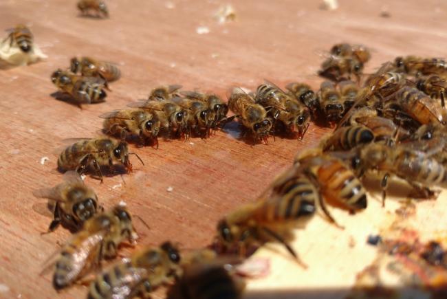 Abeilles