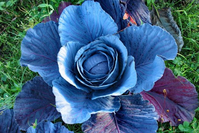 Red cabbage