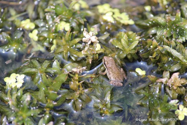 Jeune métamorphe (grenouillette) de rainette faux-grillon en déplacement dans la végétation aquatique. Jeune métamorphe (grenouillette) de rainette faux-grillon en déplacement dans la végétation aquatique.