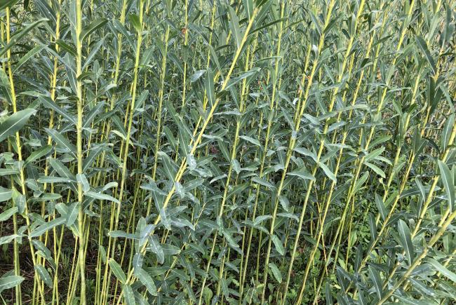 One of the three willow cultivars in this study, Salix purpurea 'Fish Creek'.