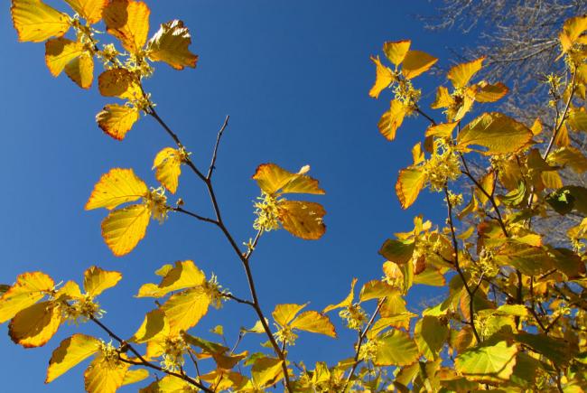 Hamamelis virginiana, floraison